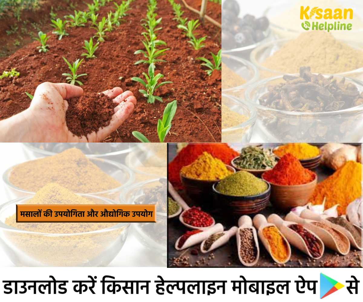 मसालों की खेती बन सकती है किसानों के लिए फायदेमंद, जानिए मसालों की उपयोगिता और औद्योगिक उपयोग